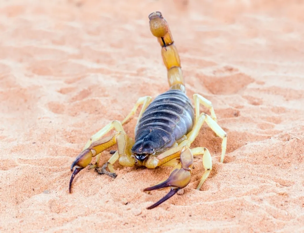 Najjedovatejšie zvieratá sveta (World’s Most Toxic Animals), 2020 - fotogaléria