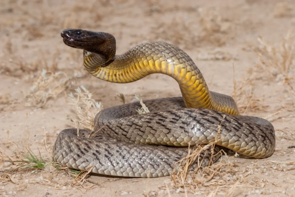 Najjedovatejšie zvieratá sveta (World’s Most Toxic Animals), 2020 - fotogaléria