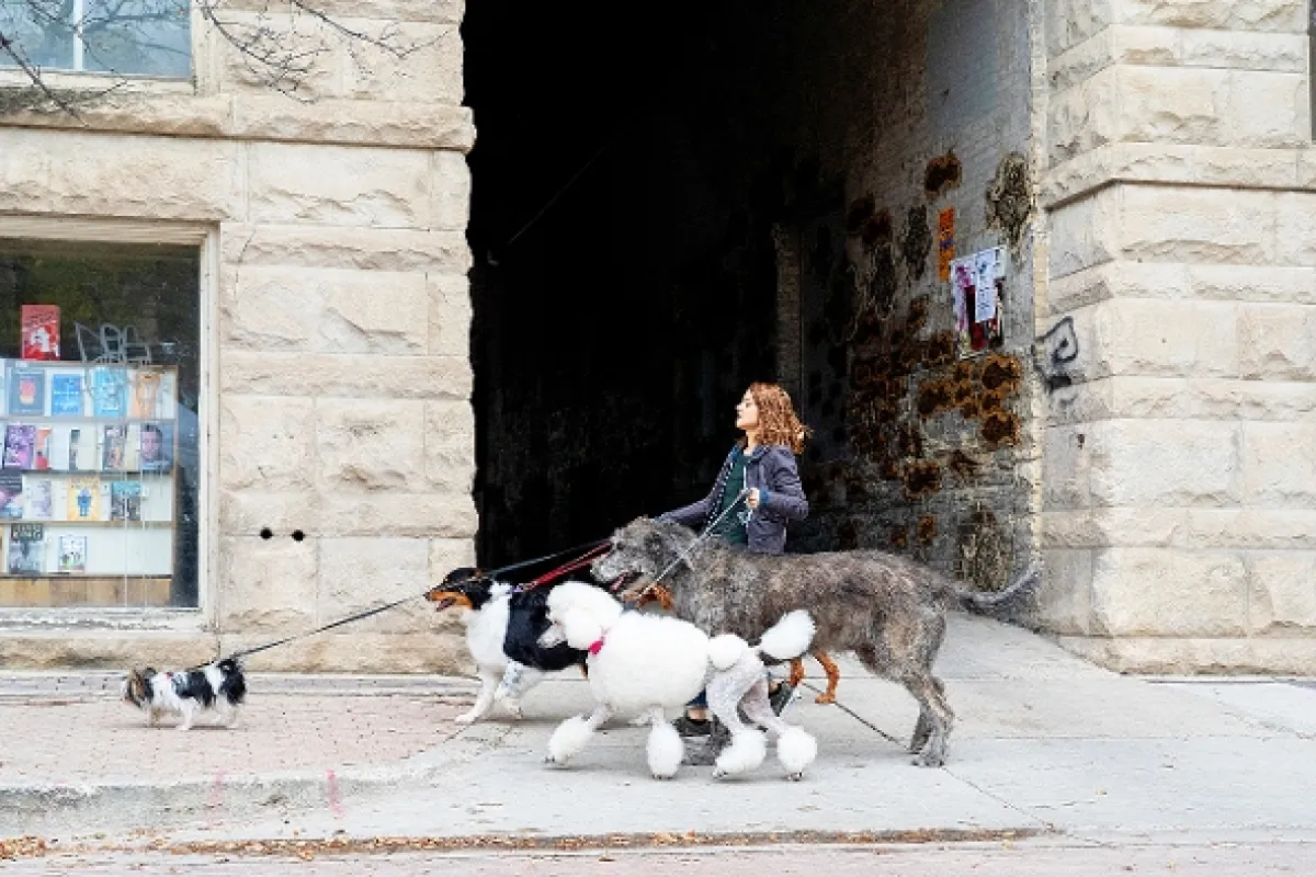 Psia duša 2 (A Dog’s Journey), 2019 - fotogaléria