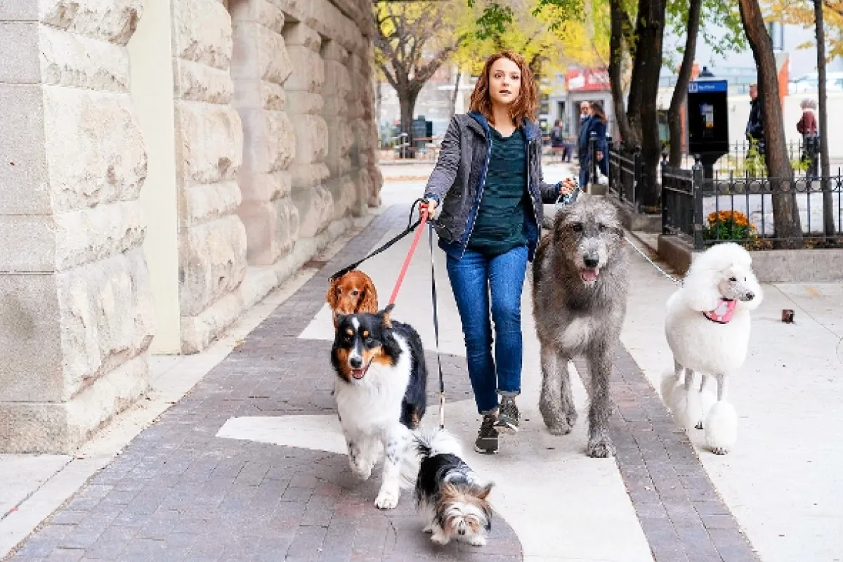 Psia duša 2 (A Dog’s Journey), 2019 - fotogaléria