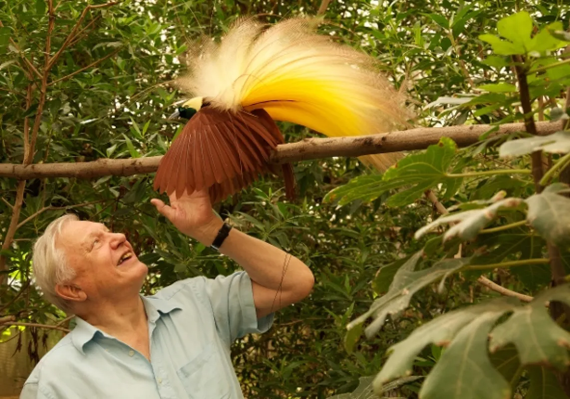 David Attenborough: Rajské vtáky, 2014 - fotogaléria