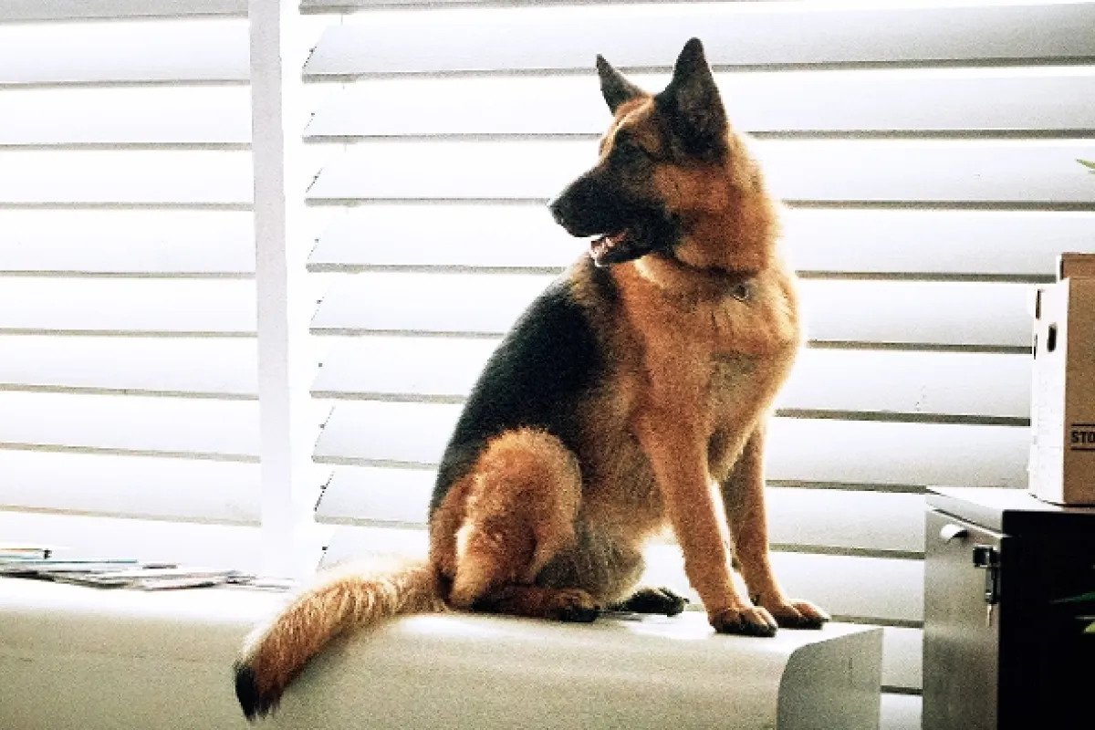 Hudson a Rex, 2019 - fotogaléria
