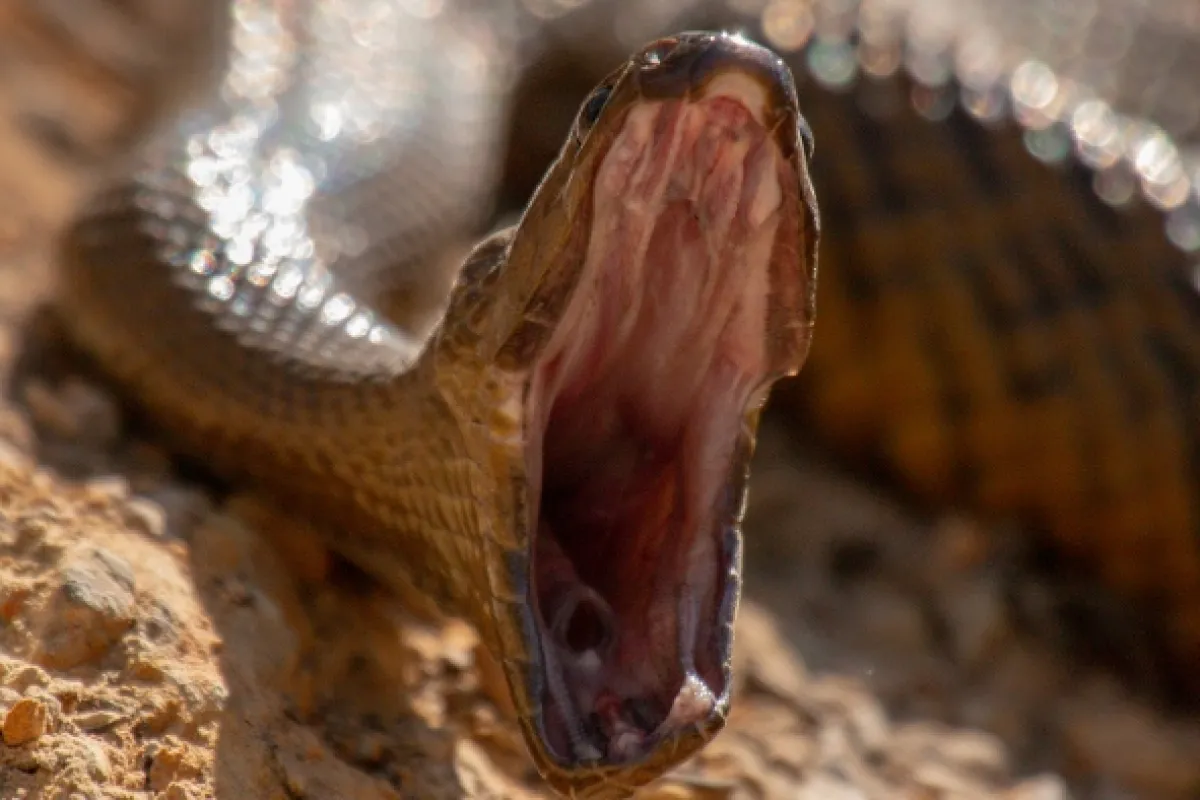 Hady zabijaci (Killer Snake Island), 2020 - fotogaléria