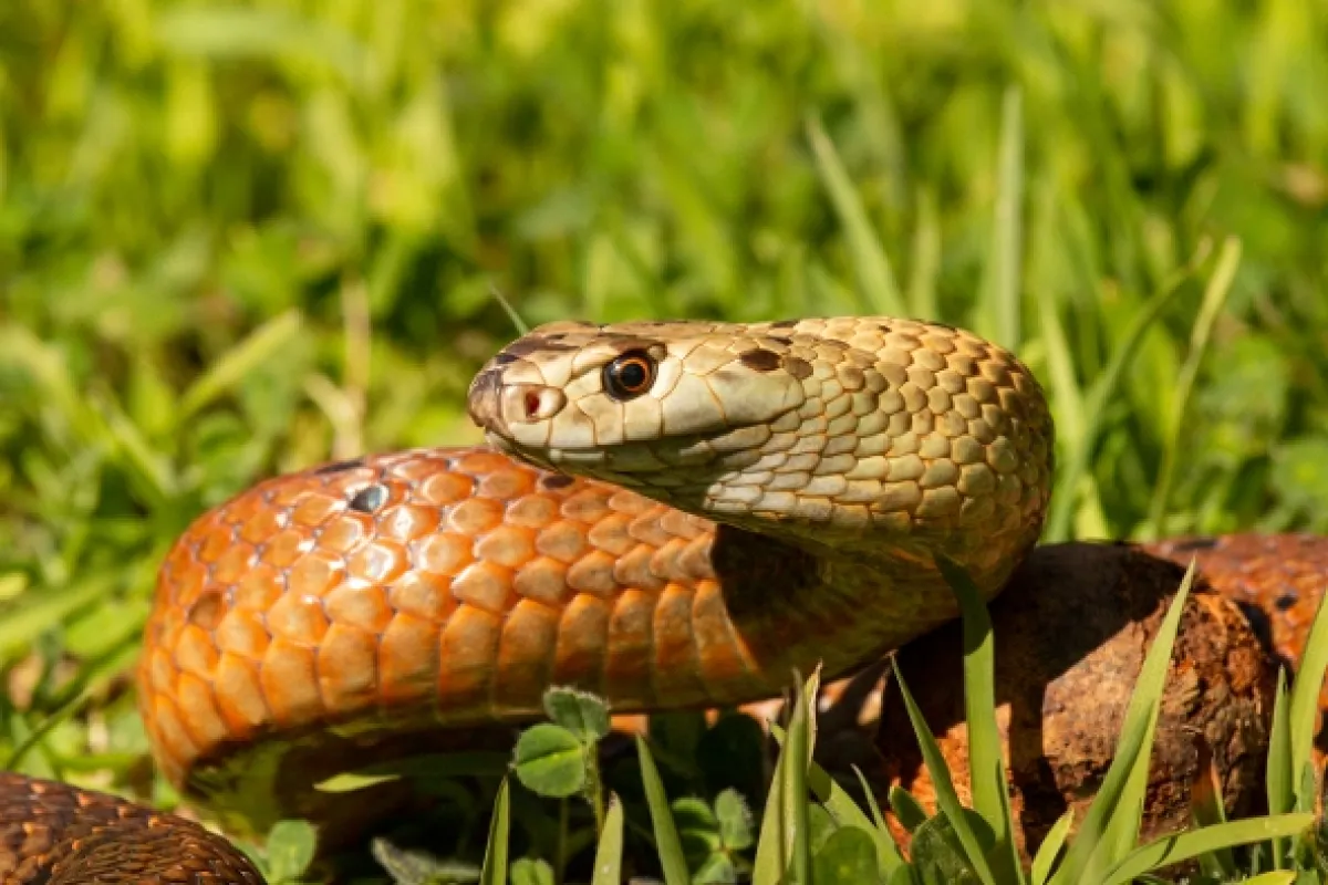 Hady zabijaci (Killer Snake Island), 2020 - fotogaléria