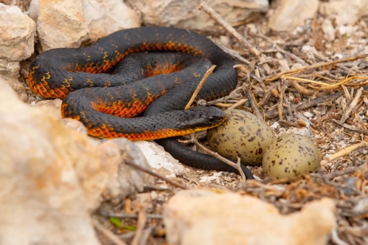 Hady zabijaci (Killer Snake Island), 2020 - fotogaléria
