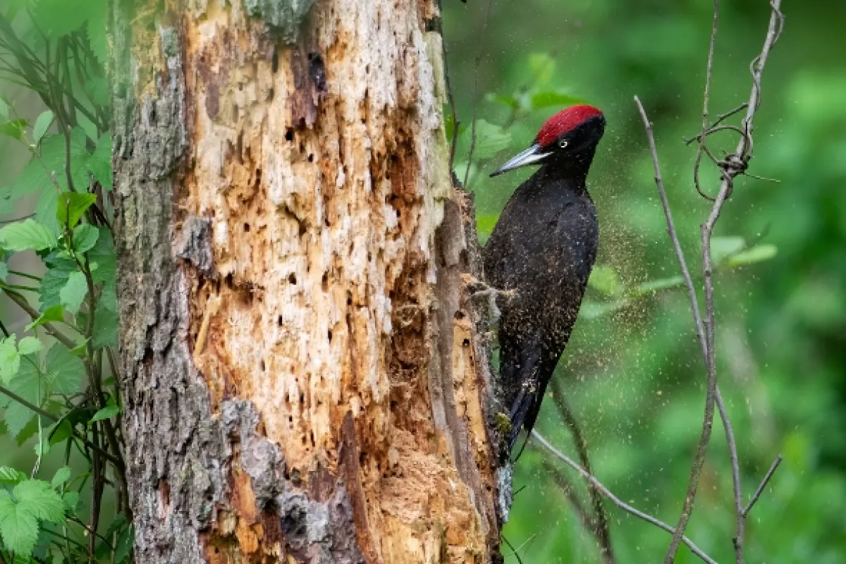 O ďatľoch a dutinách (Knock, Knock: A Woodpecker’s World), 2022 - fotogaléria