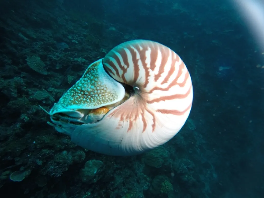 Najbizarnejší obyvatelia morí (Alien Abyss), 2022 - fotogaléria