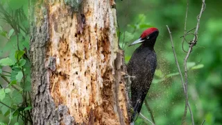 O ďatľoch a dutinách