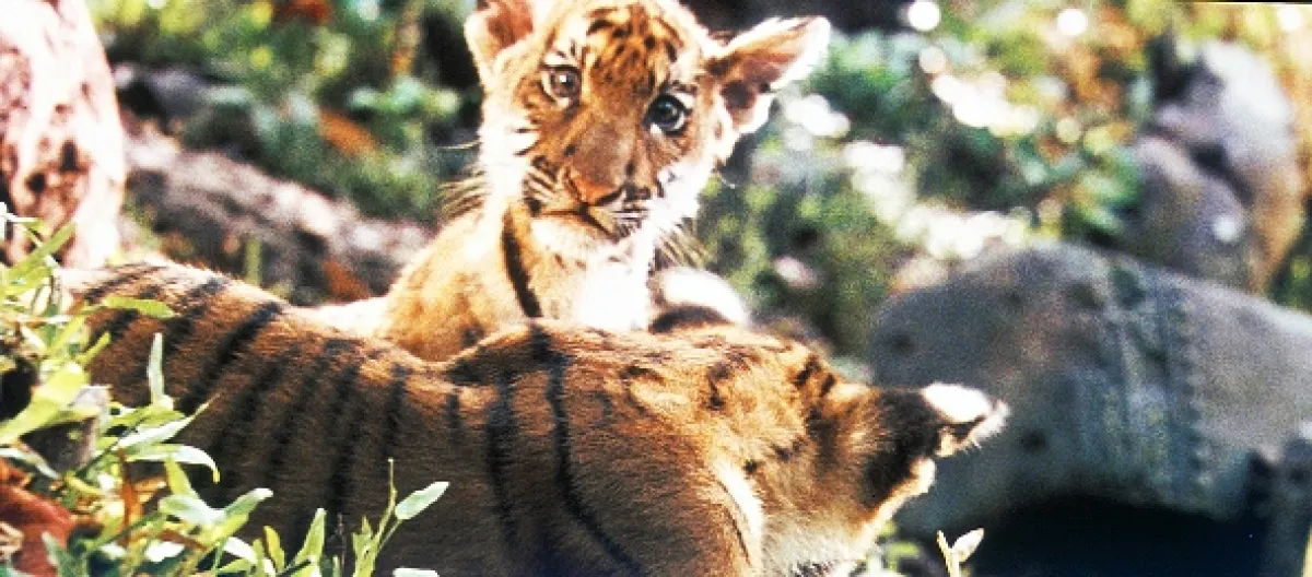 Dva bratři (Deux fréres), 2004 - fotogaléria