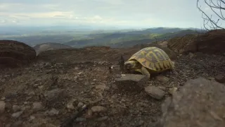Život jedné želvy