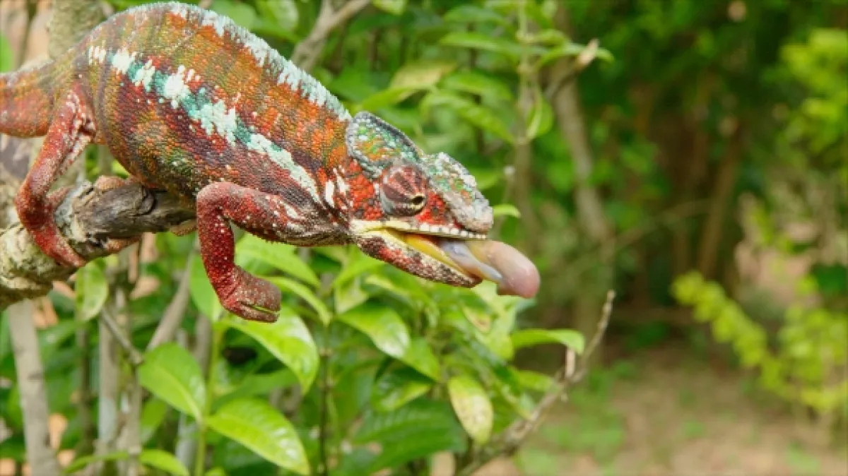 Zázraky divočiny: Madagaskar, 2022 - fotogaléria