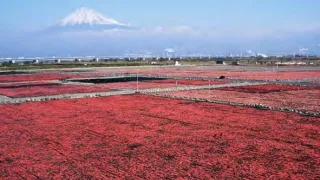 Japonsko: Čaro ročných období (2)