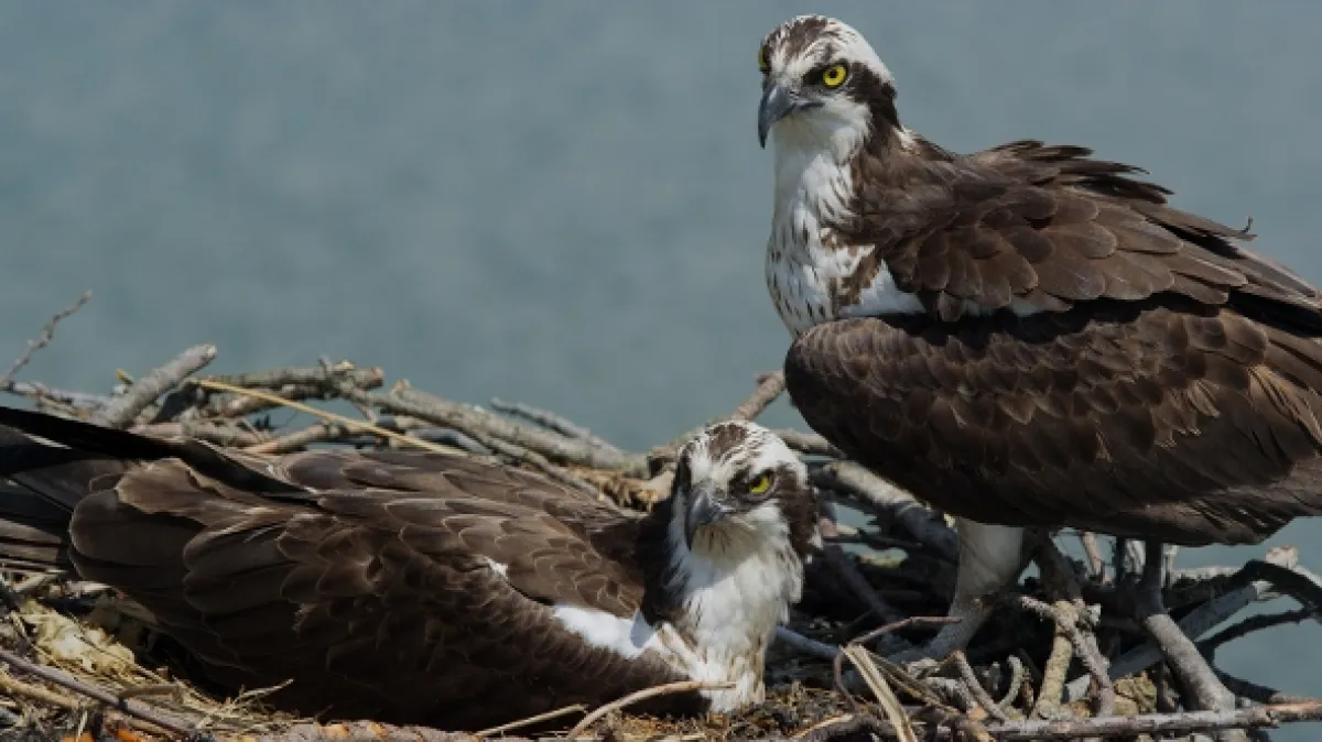 Kršiak: Príbeh dravca (Osprey: Sea Raptor), 2021 - fotogaléria
