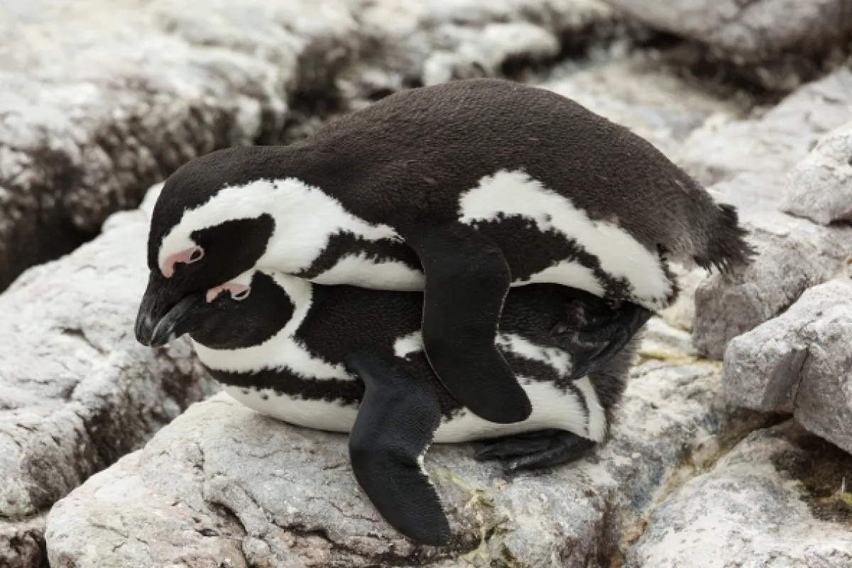 V říši tučňáků (Penguin Party), 2022 - fotogaléria
