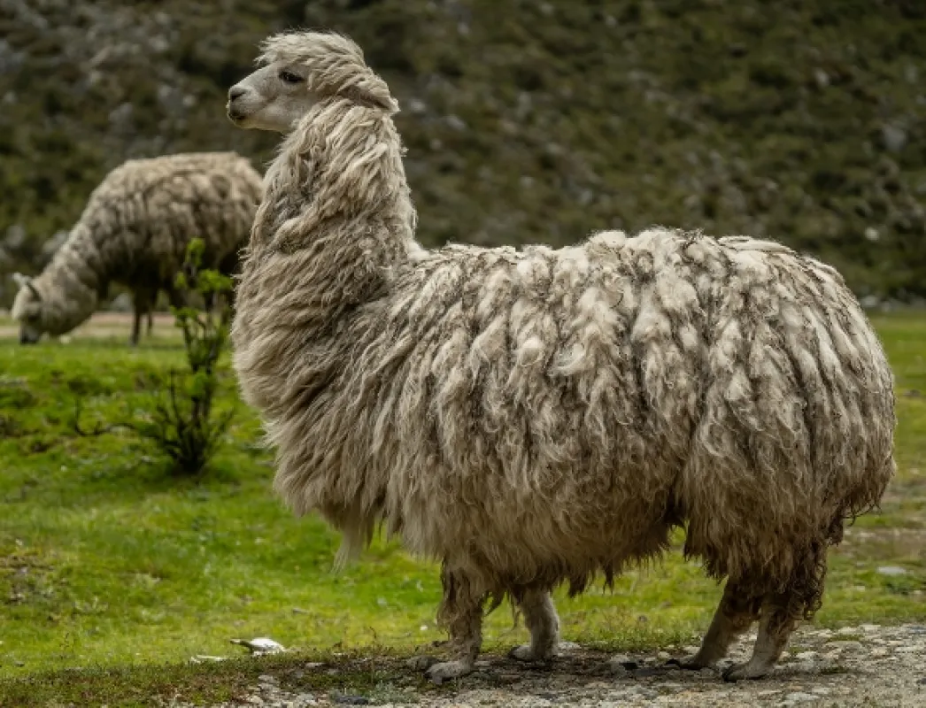 Na ceste po strednom Peru, 2019 - fotogaléria