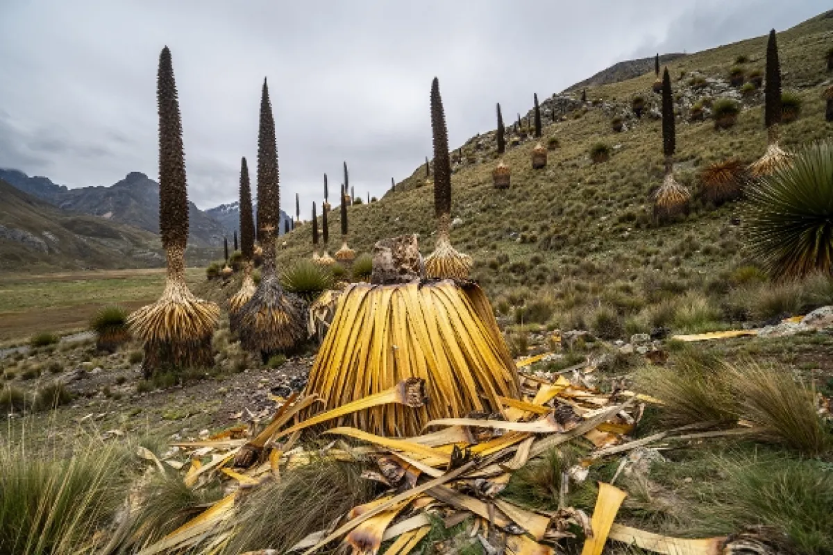 Na ceste po strednom Peru, 2019 - fotogaléria