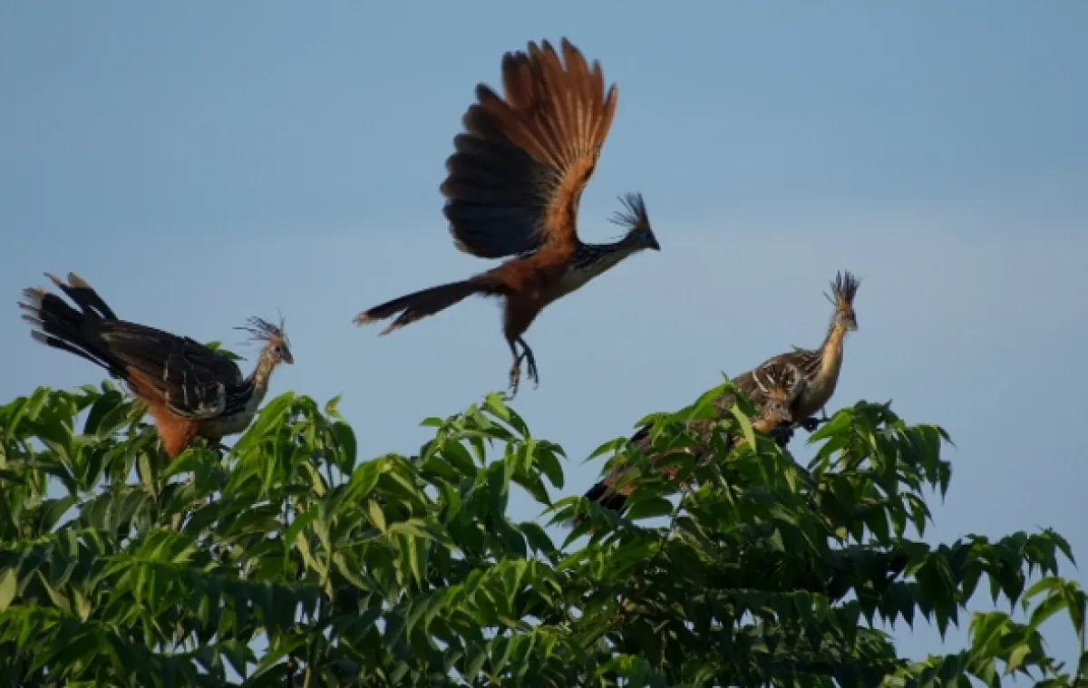 Uakari, Humboldtova stratená opica, 2018 - fotogaléria