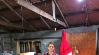 Kiwiland (2/5)