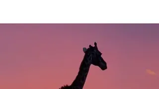 Masai Mara: Křižovatka divočiny (1)