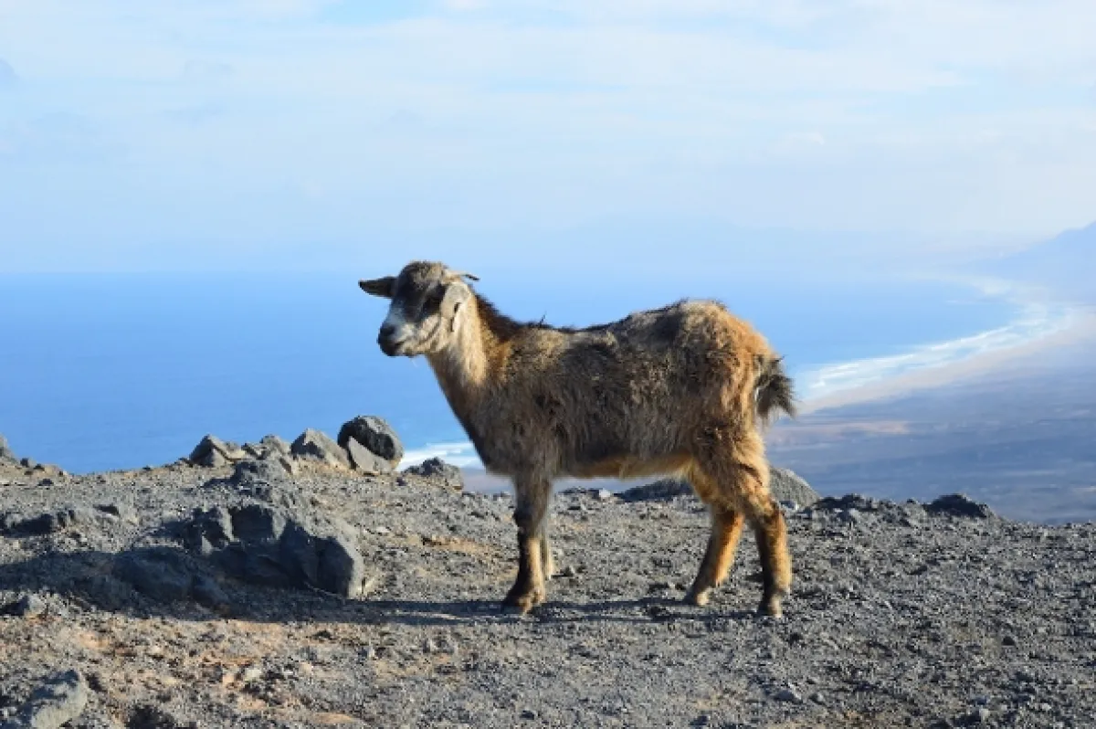 Na ceste po ostrove Fuerteventura, 2018 - fotogaléria