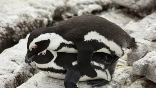 V říši tučňáků