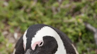 V říši tučňáků
