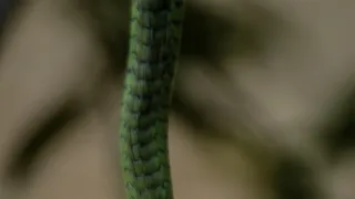 Najväčší zabijaci Afriky IV (3)
