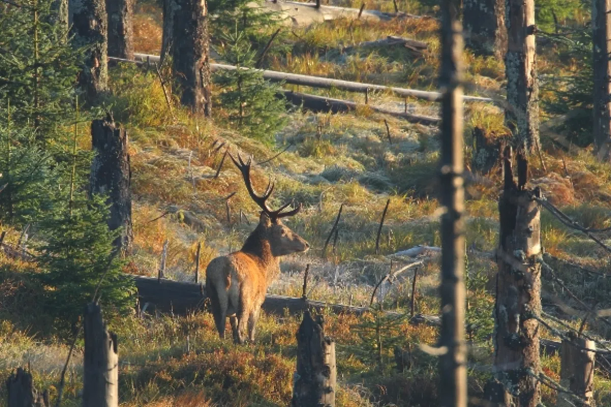 Magický Bavorský les (Bavarian Forest), 2016 - fotogaléria