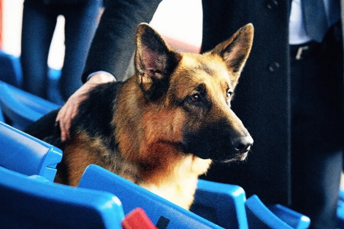 Hudson a Rex, 2019 - fotogaléria