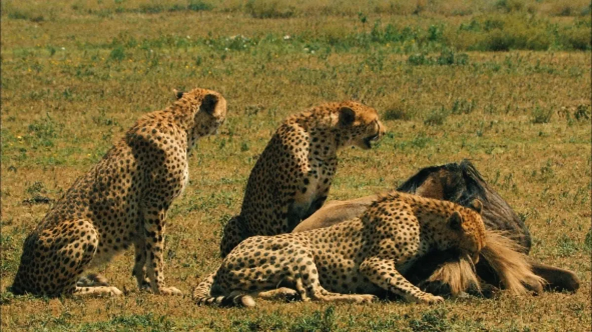 Gangy v divočině (Wilds Gangs), 2023 - fotogaléria