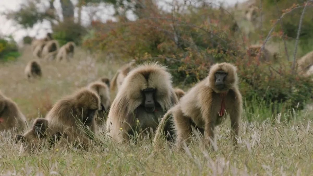Gangy v divočině (Wilds Gangs), 2023 - fotogaléria