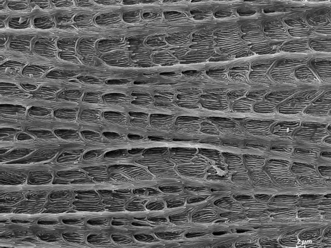 Nanosvěty: Klíč k přežití (Les Nanosurvies, les pouvoirs invisibles de la nature), 2020 - fotogaléria