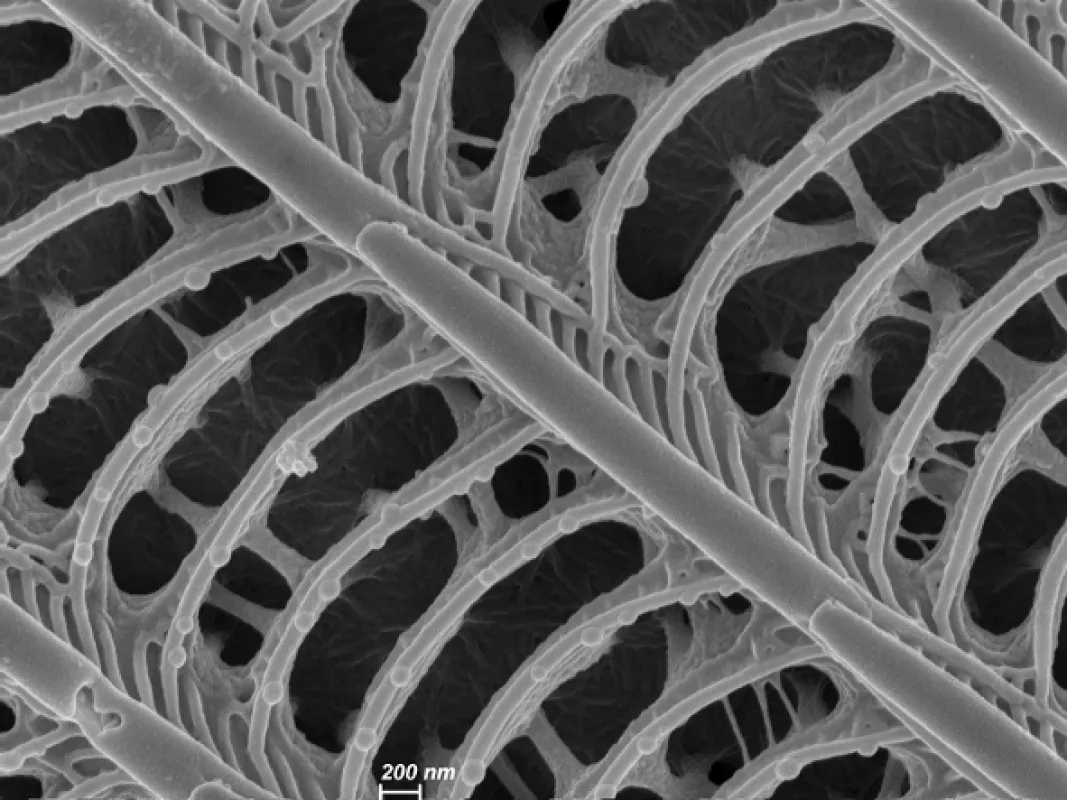 Nanosvěty: Klíč k přežití (Les Nanosurvies, les pouvoirs invisibles de la nature), 2020 - fotogaléria