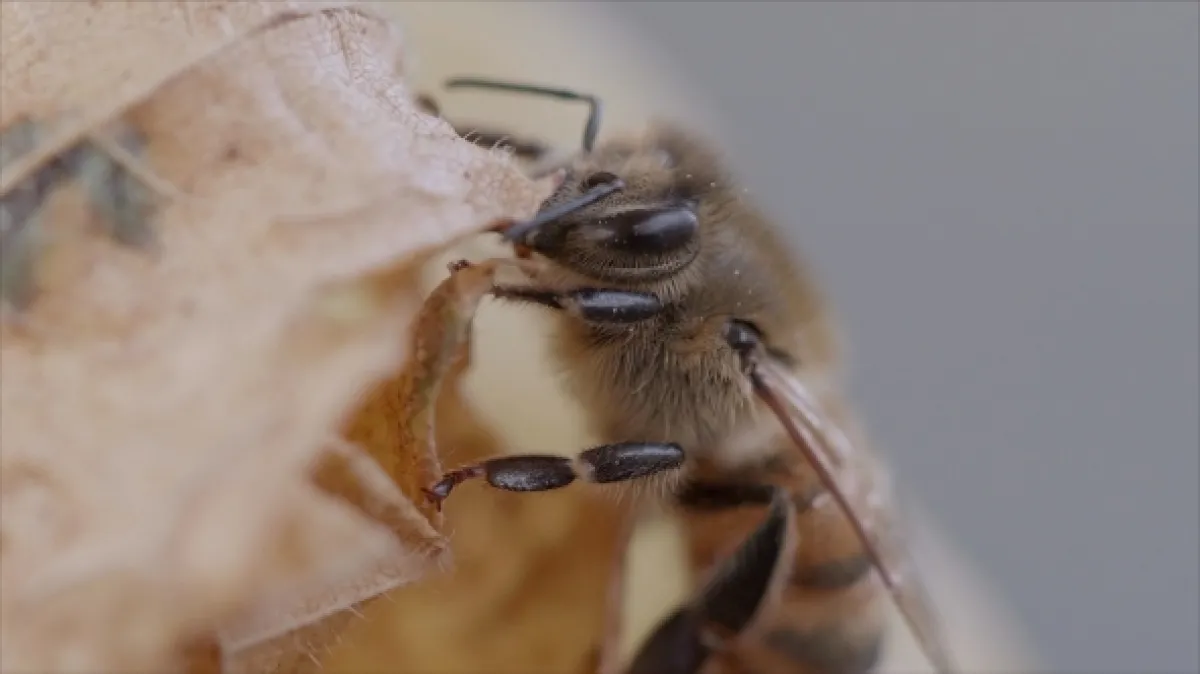 Nanosvěty: Klíč k přežití (Les Nanosurvies, les pouvoirs invisibles de la nature), 2020 - fotogaléria