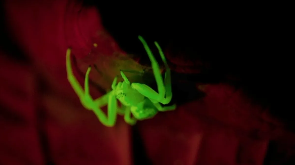 Nanosvěty: Klíč k přežití (Les Nanosurvies, les pouvoirs invisibles de la nature), 2020 - fotogaléria