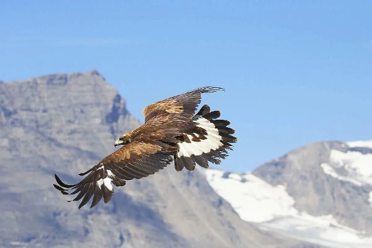 Králi hôr (The Way of the Eagle/Brothers of the Wind), 2015 - fotogaléria