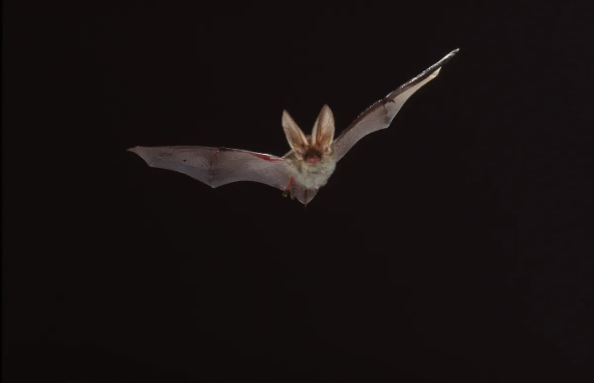 David Attenborough: Život savců, 2002 - fotogaléria
