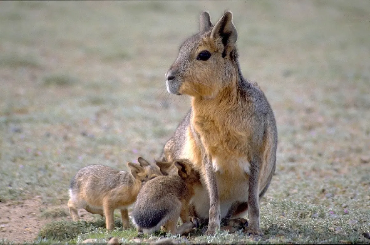 David Attenborough: Život savců, 2002 - fotogaléria
