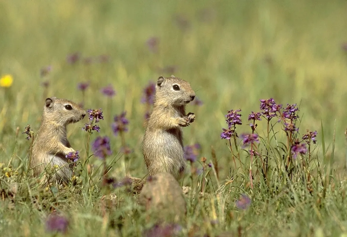 David Attenborough: Život savců, 2002 - fotogaléria