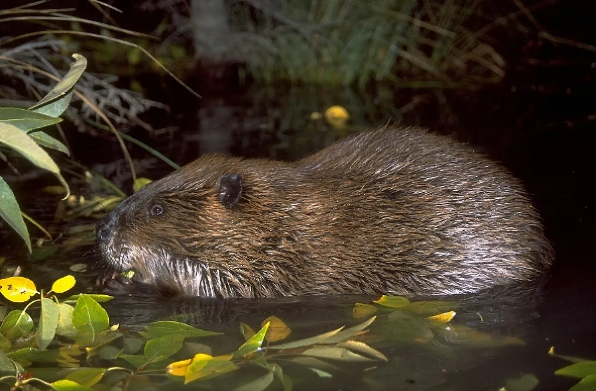 David Attenborough: Život savců, 2002 - fotogaléria