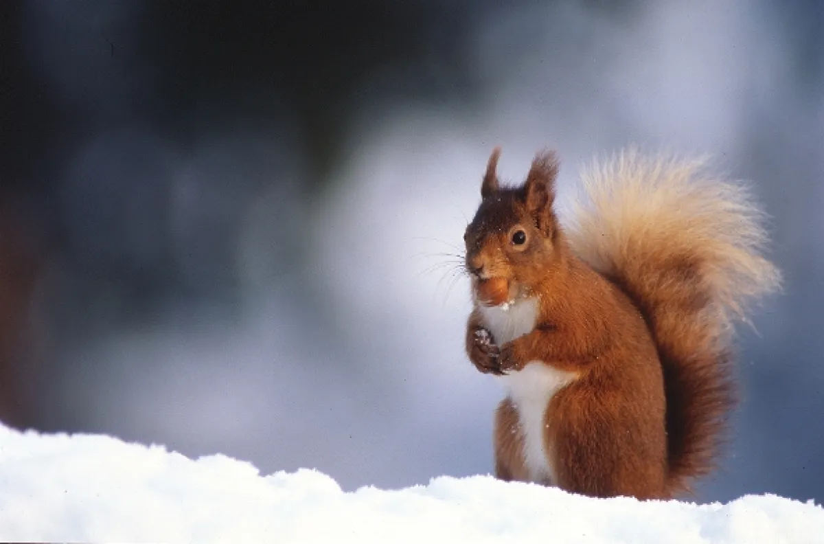 David Attenborough: Život savců, 2002 - fotogaléria