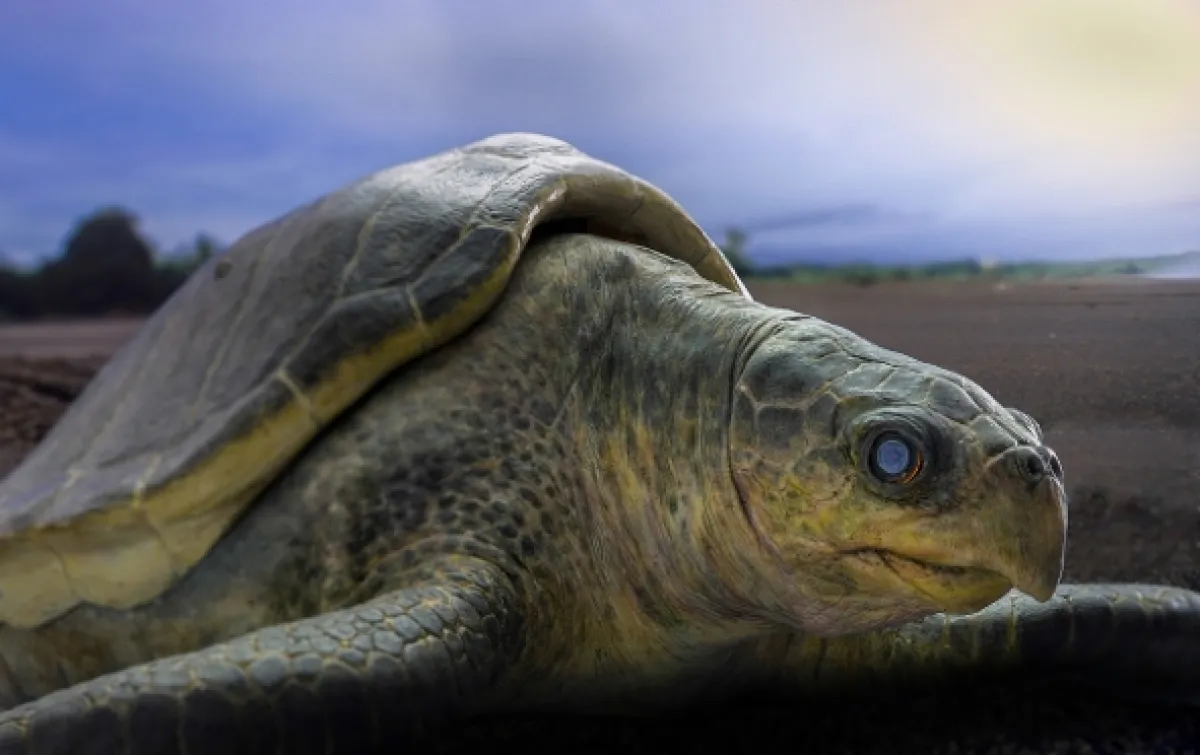 Zázračná planeta: Špioni v přírodě - fotogaléria