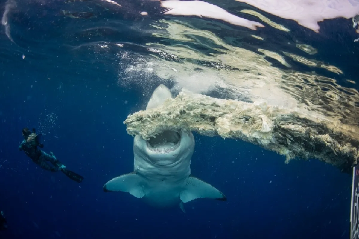 Největší žralok bílý na světě? (World’s Biggest Great White?), 2019 - fotogaléria