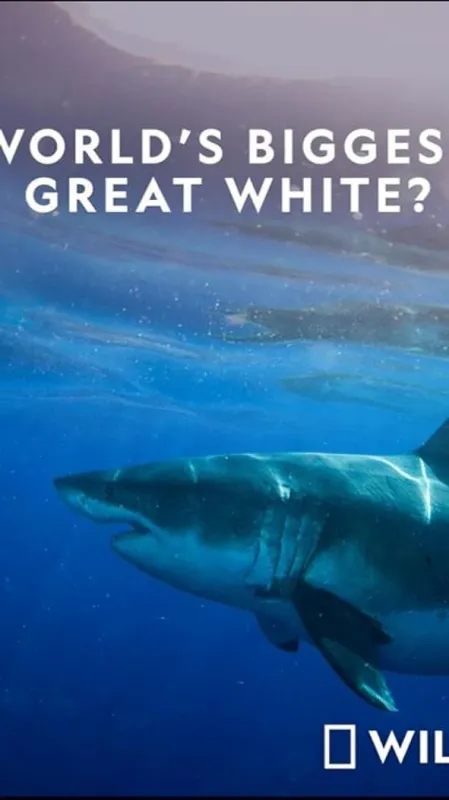 Největší žralok bílý na světě? (World’s Biggest Great White?), 2019 - fotogaléria