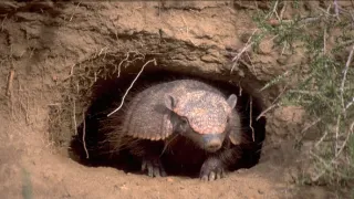 David Attenborough: Život savců (4)