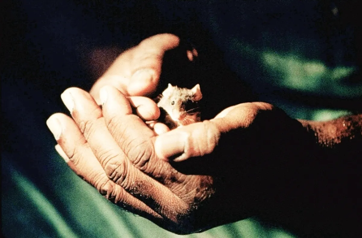 Zelená míle (The Green Mile), 1999 - fotogaléria