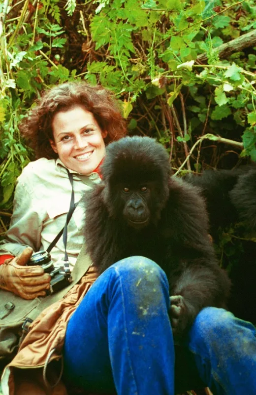 Gorily v mlze (Gorillas In The Mist), 1988 - fotogaléria