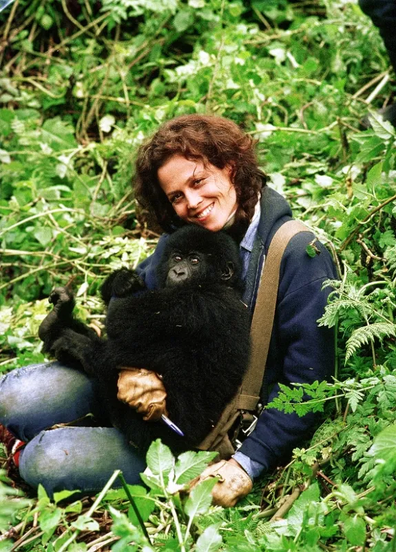 Gorily v mlze (Gorillas In The Mist), 1988 - fotogaléria