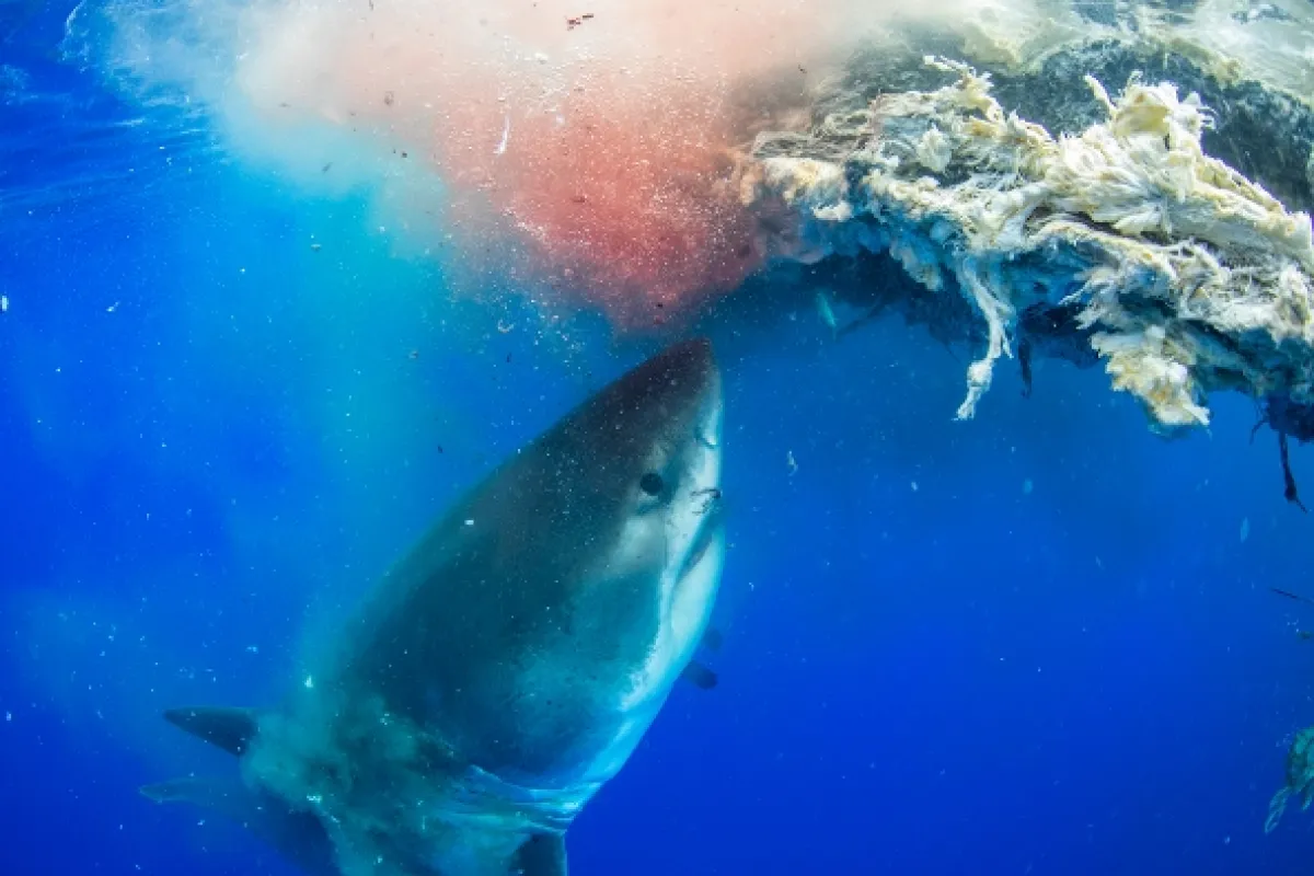 Největší žralok bílý na světě? (World’s Biggest Great White?), 2019 - fotogaléria