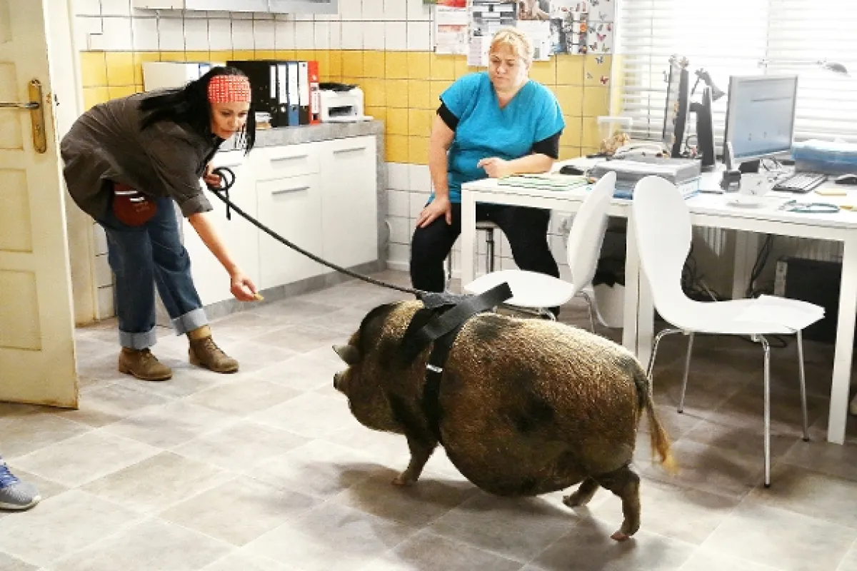 Krejzovi, 2018 - fotogaléria